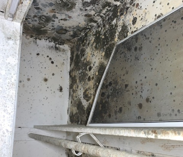This picture shows heavy mold growth inside a closet.